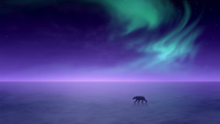 Bear purple sky aurora milky - polar free wallpaper
