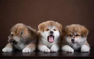 Three small dogs yawning photorealistic - chang daichien free wallpaper