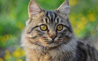 Black cat yellow eyes green 2 - symmetrical eye free wallpaper