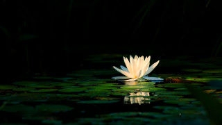 White flower pond lilies fox - the water surface free wallpaper