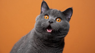 Gray cat yellow eyes black - an orange background free wallpaper