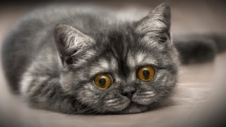 Gray cat yellow eyes sad 3 - a gray cat free wallpaper