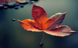 Leaf water droplets umbrella autumn - a single leaf free wallpaper