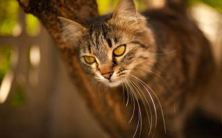 Cat looking up tree branch 3 - a blurry background free wallpaper for desktop