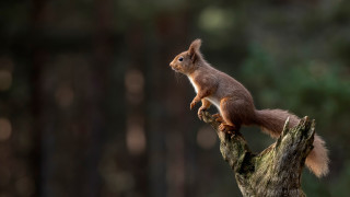 Squirrel tree branch woods tiltshift - a squirrel free wallpaper