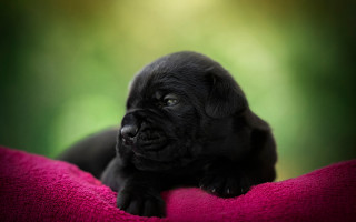 Black puppy pink blanket serious - neoclassicism free wallpaper