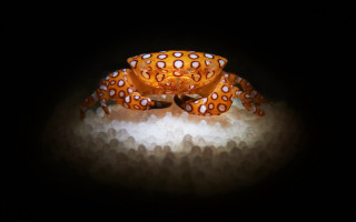 Serval macro orange white bowtie - craola free wallpaper