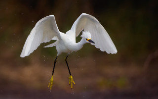 White dove wings flying starry - wildlife photography free wallpaper