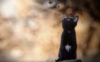 Black cat wooden stump butterfly - still free wallpaper