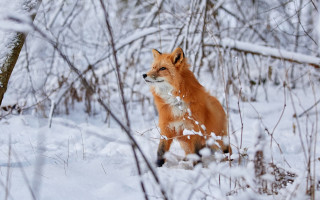 Fox snow woodland furry photograph - area free wallpaper