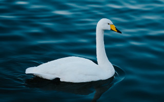 White swan water shore waves - a white swan free wallpaper