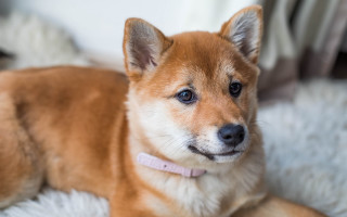 Small brown shiba inu rug - a white rug free wallpaper
