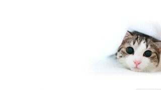 Cat peeking white wall background - a white wall free wallpaper