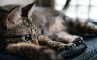 Cat laying on luggage bed - a curtain free wallpaper