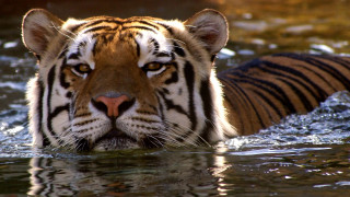 Sad tiger water looking at - a tiger free wallpaper