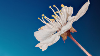 White flower yellow stamens blue 3 - thin free wallpaper