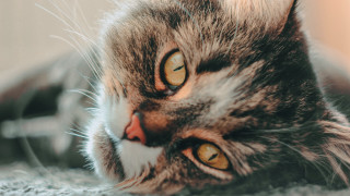 Cat looking camera open mouth - eye free wallpaper