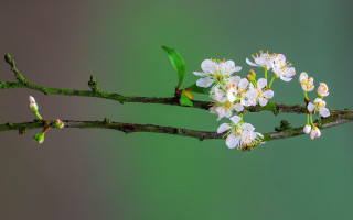 White flower green leaves macro - white flower free wallpaper