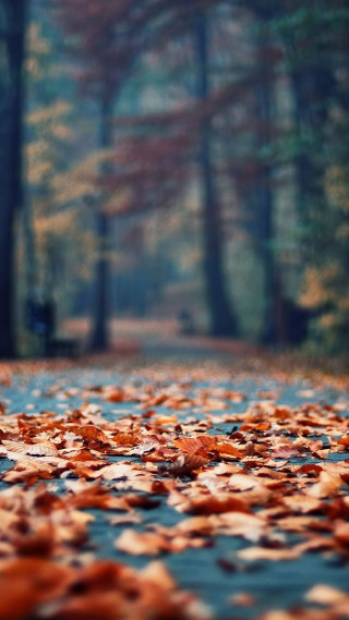 Park bench leaves autumn blurry - florianne becker free wallpaper