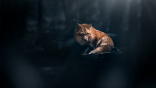 Fox dark sitting open eyed - closed free wallpaper