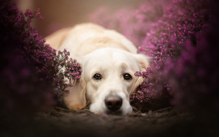 Dog flower bush pink cherry - a field of flowers free wallpaper