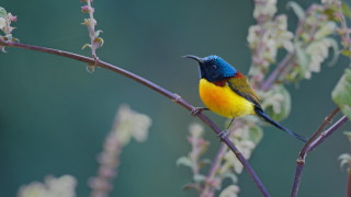 Colorful bird flowers bokeh macro - the background and a blurry background behind free wallpaper