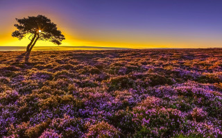 Lone tree field sunset cityscape - sunset free wallpaper