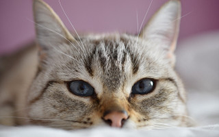 Cat blue eyes bed pink - a pink wall behind free wallpaper