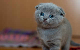 Gray kitten blue eyes rug - a rug free wallpaper