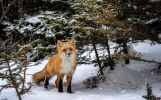 Fox snowy forest puzzle deer - primitivism free wallpaper