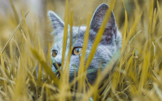 Blue eyed cat in tall - the tall grass free wallpaper