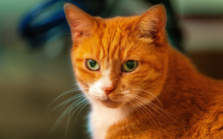 Cat green eyes blurry background 11 - a close up of a cat free wallpaper