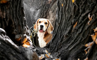 Dog tree leaves bokeh water - primitivism free wallpaper