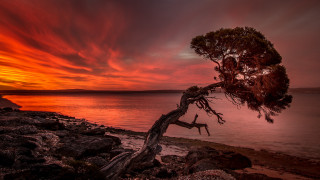 Sunset lake shore tree red - the shore of a lake free wallpaper