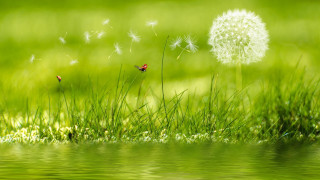 Dandelion ladybug grass water nature - a dandelion free wallpaper
