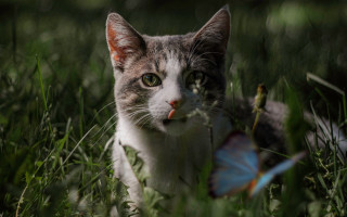 Cat butterfly grass nature focus - a butterfly free wallpaper