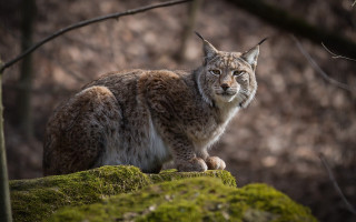 Lynx mossy rock woods serious - a lynx free wallpaper