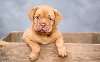 Puppy sad in crate hyperrealism - his face free wallpaper