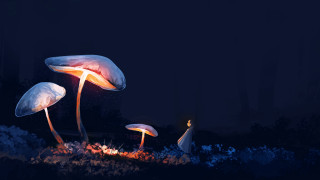 Glowing mushrooms firelight forest night - firefly free wallpaper