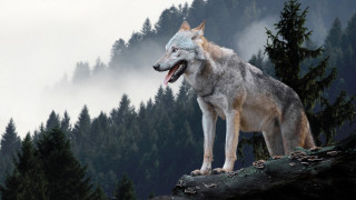 Wolf rock open mouth forest - tongue free wallpaper