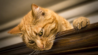 Cat shiba inu rail mannerism - its paw free wallpaper