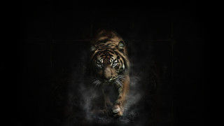 Tiger smoke darkroom wildlife digitalpainting - a tiger free wallpaper
