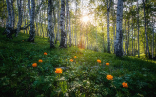 Forest flowers sunshine autumn nature - the tree and the grass free wallpaper