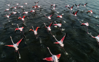 Flock pink white birds lake - top of a lake next free wallpaper