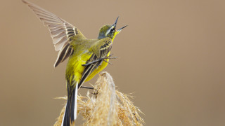 Birds standing on plant open - a couple of birds free wallpaper