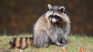 Raccoon blurry background dandelion depth - a raccoon free wallpaper