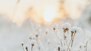 Plant snow sun winter tilt - a close up of a plant free wallpaper