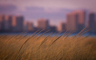 Tall grass field city blurry - shallow free wallpaper for desktop