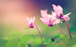 Flower butterfly macro nature blurry - betty merken free wallpaper