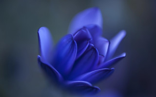 Blue flower budding macro blurry - florianne becker free wallpaper